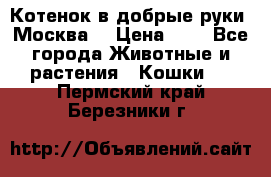 Котенок в добрые руки. Москва. › Цена ­ 5 - Все города Животные и растения » Кошки   . Пермский край,Березники г.